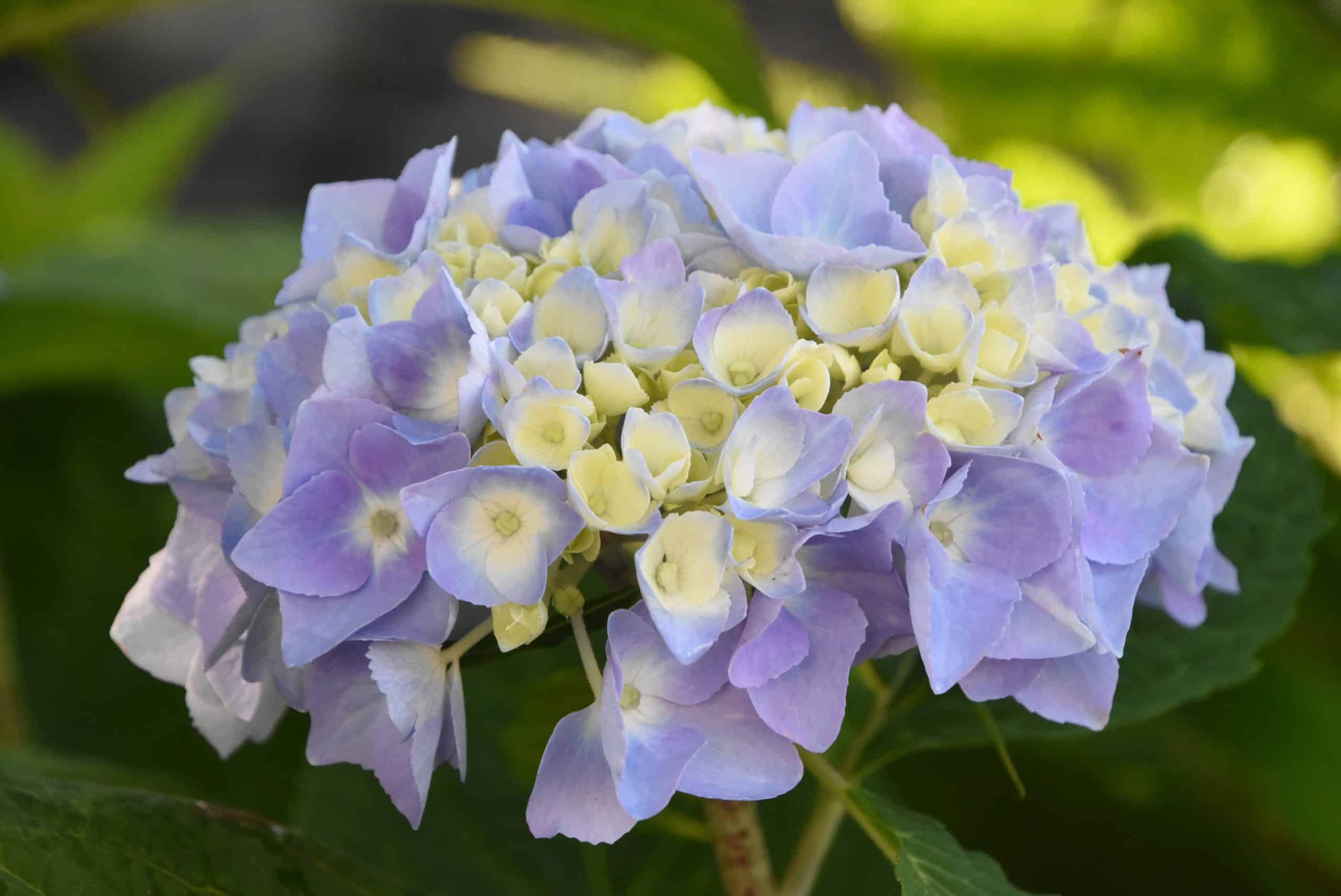 Beautiful creamy white and lavender hydrangea flower blossom.