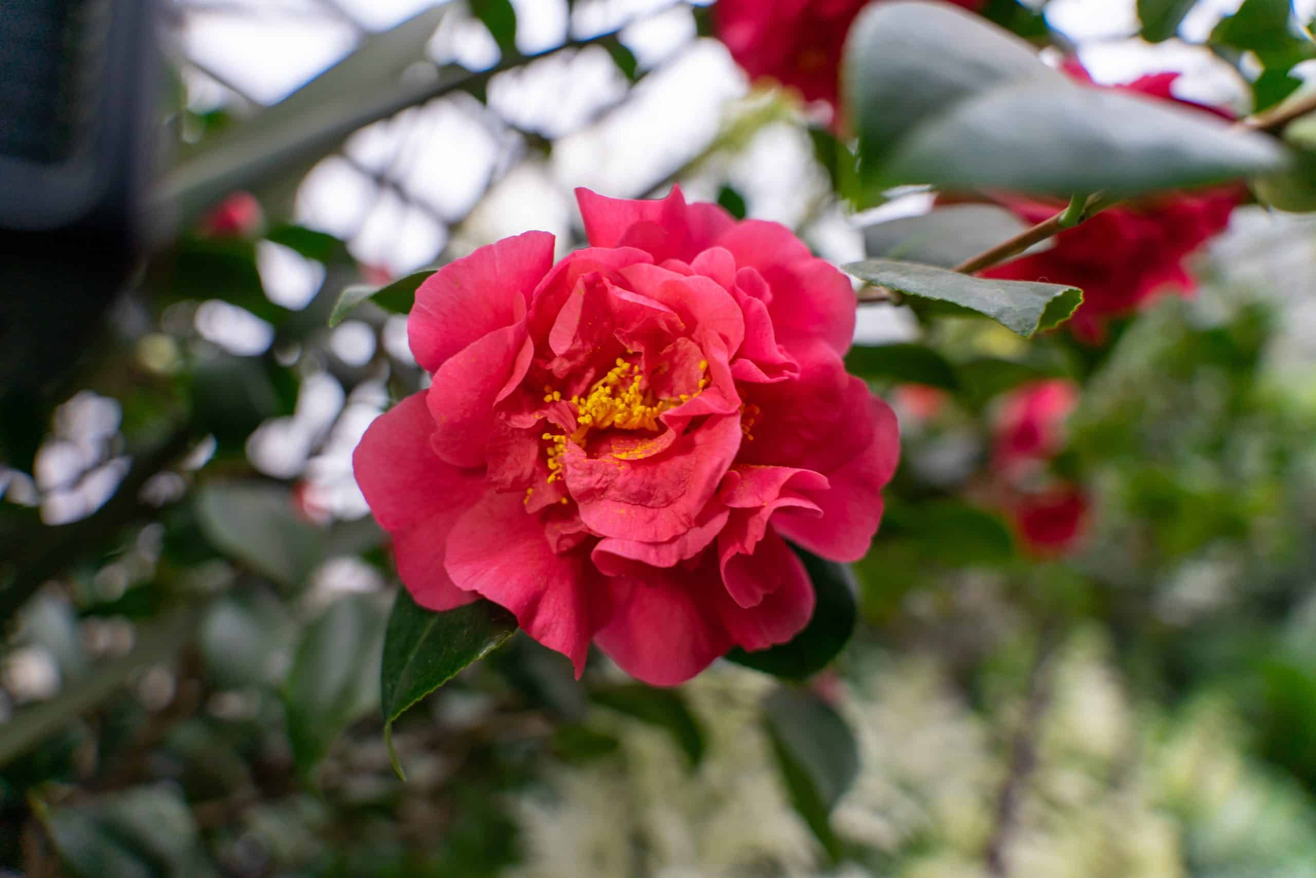 A closeup shot f cute Sasanqua Camellia flower