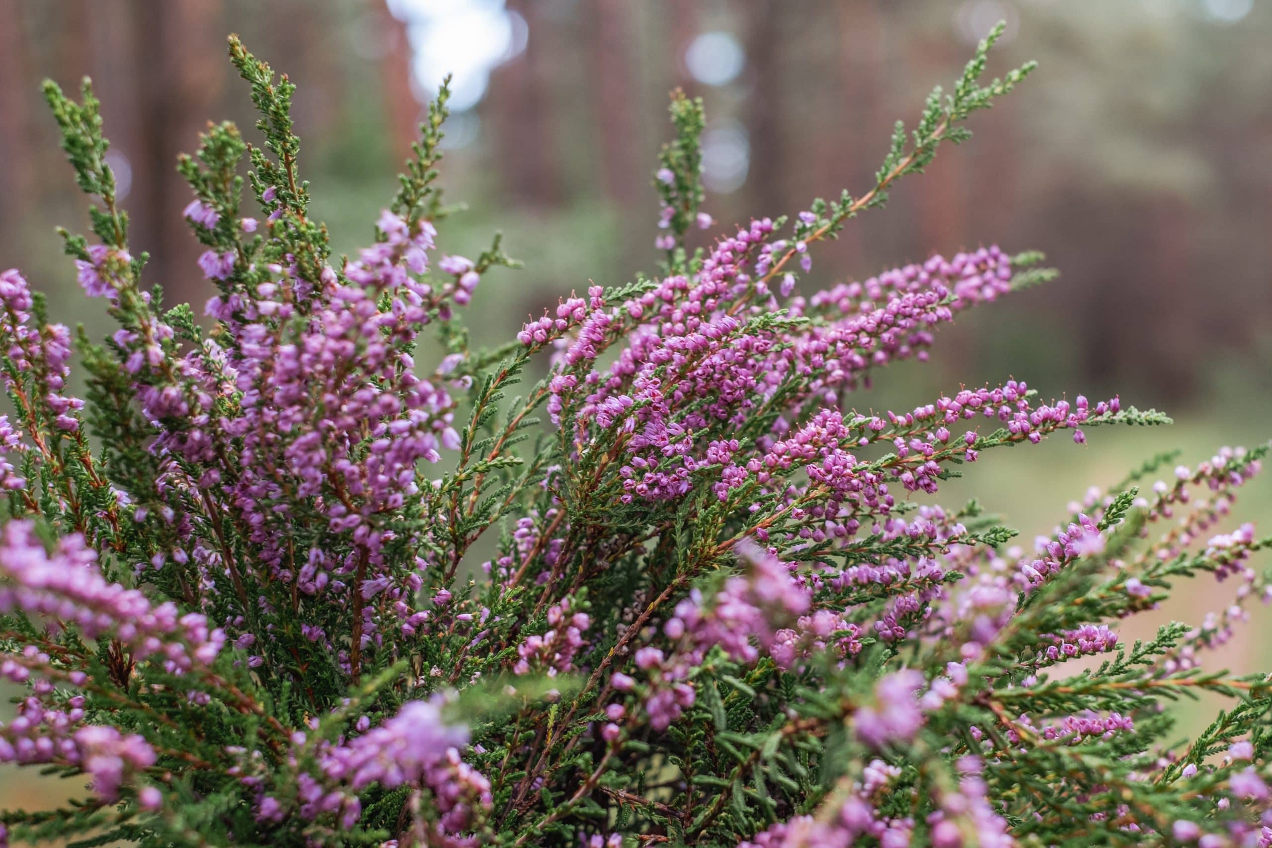 The purple heather blooms. Autumn is here! The forest and blue s